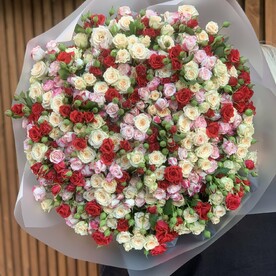 Роза кустовая, Пленка матовая