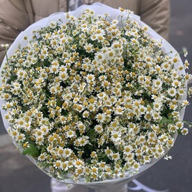 Ромашки