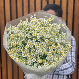 Ромашки