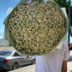 Ромашки