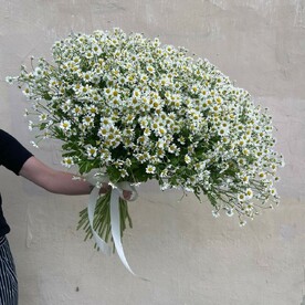 Букет из 49 стеблей кустовых ромашек