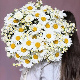Микс ромашек разных сортов