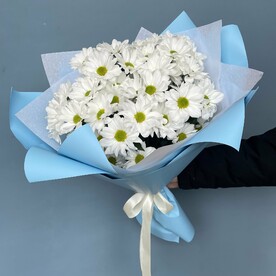 Хризантема кустовая, Пленка корейская