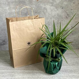 🌿 ‎ Драцена Маргината S