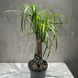 Нолина