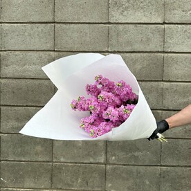 Маттиола розовая, Дизайнерская упаковка