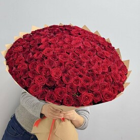 Розы 151шт