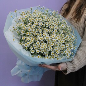 Букет кустовых ромашек, 25 штук
