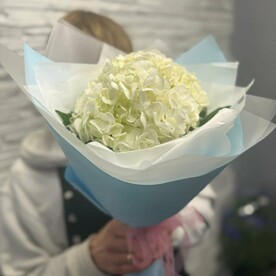 Гортензия, Дизайнерская упаковка