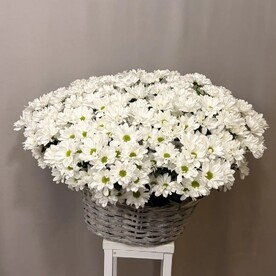 Хризантема в корзине