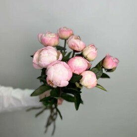 Пионы нежно-розовые 9 шт
