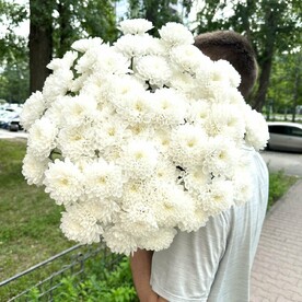 Хризантема белая кустовая 9 шт