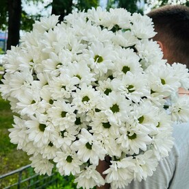 Хризантема ромашковая кустовая 9 шт