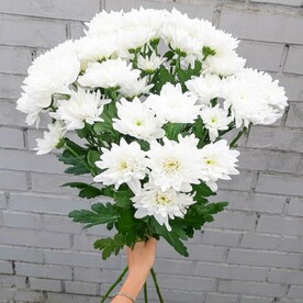 Хризантема кустовая