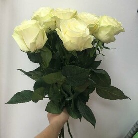 Роза мондиал