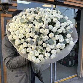 Хризантема помпончики с ароматным эвкалиптом