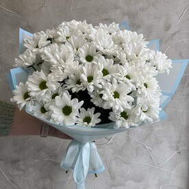 Хризантема кустовая, Пленка матовая