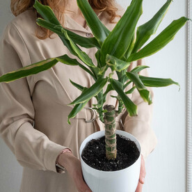 Драцена — комнатное растение, который будет радовать годами 🌿