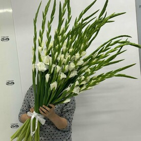 19 белых гладиолусов