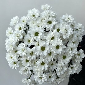 Букет из 11 кустовых хризантем, арт: 3119