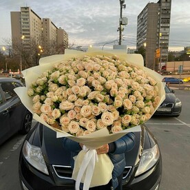Роза кустовая 101