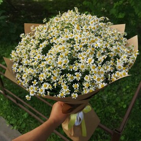 "Скромница и красавица"
