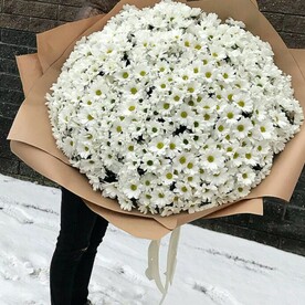 Ромашковая хризантема кустовая белая, Крафт