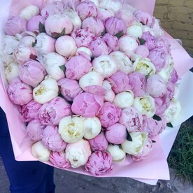 Пион, Пленка матовая