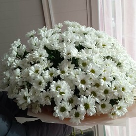 Белая ромашка