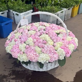 Пион, Гортензия, Гортензия, Корзина