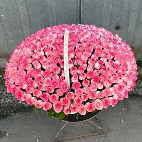Роза джумилия, Оазис, Корзина