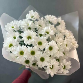 Хризантема кустовая, Пленка матовая