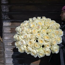 51 шикарная белая роза
