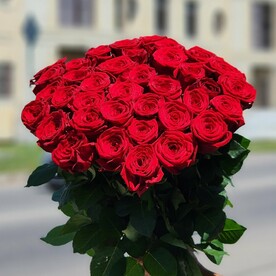Роза красная