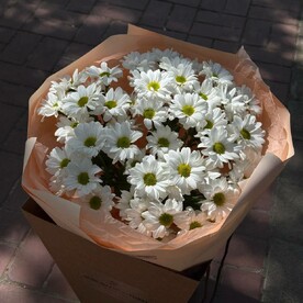 Хризантемы