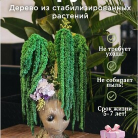 Кашпо Грут с деревом из амаранта