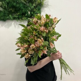 Альстромерия шт, шт