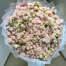 Роза пионовидная кустовая, Пленка матовая