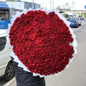 Роза красная, Белая