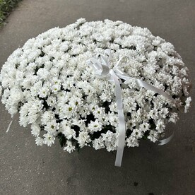 Кустовые хризантема 101