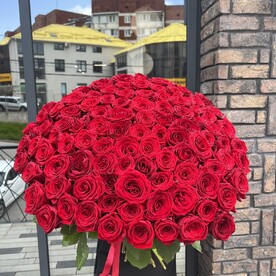 101 Роза Голландия