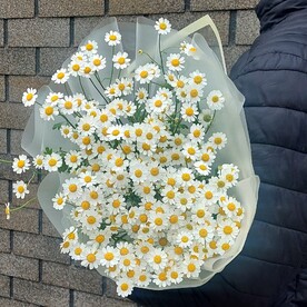 Танацетум/Ромашки кустовые/Ромашка/Букет из ромашки/ Охапка Ромашек/