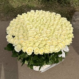 Роза аваланч, Оазис, Корзина