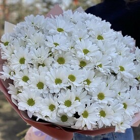 Поле ромашковое