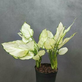 Аглаонема (Aglaonema) Микс D-15