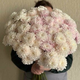 15 пышных нежно розовых хризантем