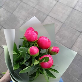 Пионовое утро 5