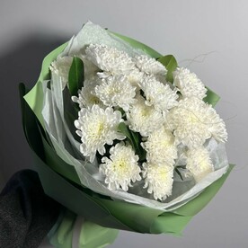 Хризантема балтика, Пленка, Тишью