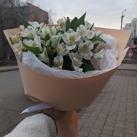 Белая альстромерия