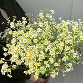 Ромашка